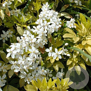 Choisya t. 'Lich' 25-30 cm 3,5L