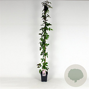 Clematis 'Mayleen' 150-175 cm 5,0L