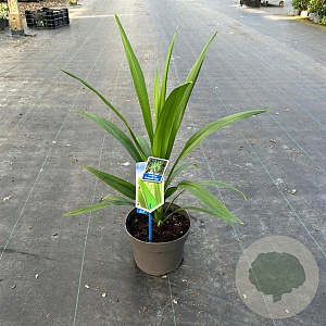 Cordyline aus. Emerald Star 30-40 cm 3,0L
