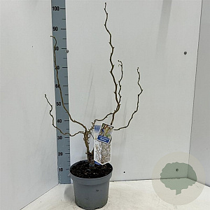 Corylus a. Medusa 60-70 cm 5,0L