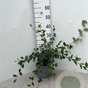 Cotoneaster lacteus 40-60 cm 2,0L