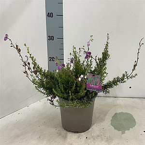 Daboecia c. 'Atropurpurea' 15-20 cm P15