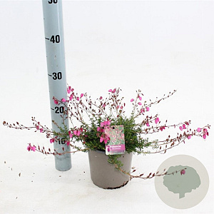 Daboecia c. 'Cupido' 15-20 cm P15