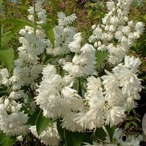 Deutzia cren. 'Pride of Rochester' 25-30 cm 2,0L