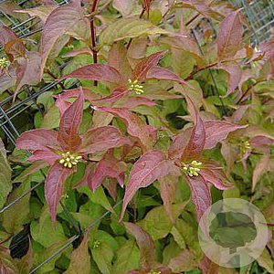 Diervilla sessilif. 'Dise' GM 1.5