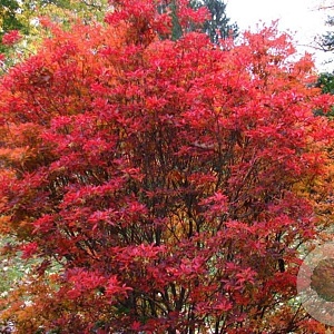 Enkianthus camp. 'Red Bells' 100-125 cm 40L struik