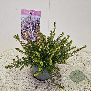 Erica darl. 'Ghost Hills' 20-25 cm C1.5