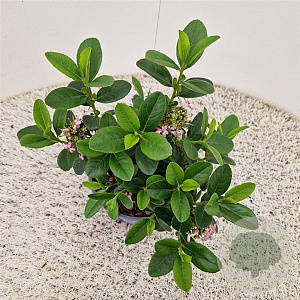 Escallonia laevis Pink Elle 25-30 cm 2,5L