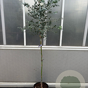 Eucalyptus gunnii halfstam 10L