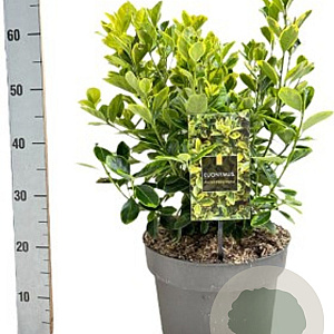 Euonymus jap. 'Aureomarginatus' 175-200 cm 40L struik