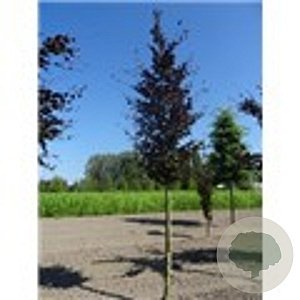 Fagus syl. 'Atropunicea' 14-16 HO draadkluit lei 180x150 200 cm stam