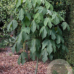 Firmiana simplex 200-250 cm container meerstammig extra