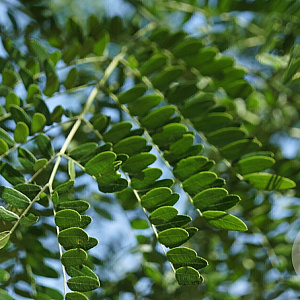 Gleditsia triac. 'Draves' 20-25 HO draadkluit 250 cm stam