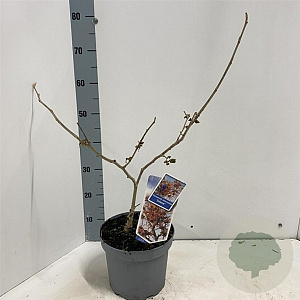 Hamamelis int. 'Jelena' 30-40 cm 5,0L