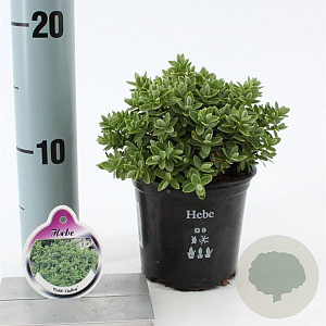 Hebe 'Cobb Valley' 10-15 cm C1