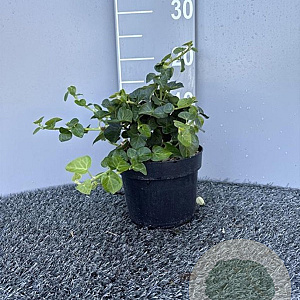 Hedera hib. 'Arbori Compact' 20-25 cm 2,0L