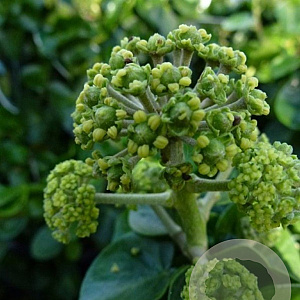 Hedera hib. 'Arbori Compact' 20-25 cm 2,5L