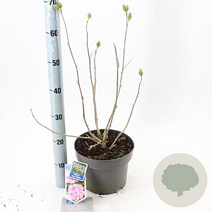 Hibiscus syr. Pink Chiffon 60-70 cm 5,0L