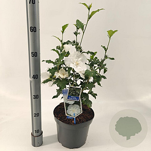Hibiscus syr. White Chiffon 60-70 cm 5,0L