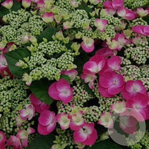 Hydrangea m. Frisbee 40-50 cm 5,0L