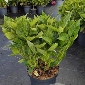 Hydrangea m. 'Libelle' 40-50 cm 10L