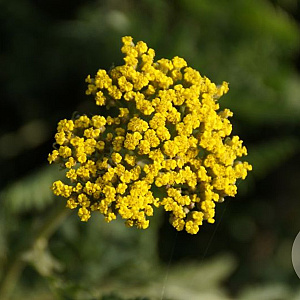 Achillea fil. 'Bishkek Gold' GM P9