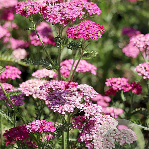 Achillea m. 'Heidi' GM P9