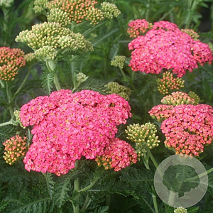 Achillea 'Sassy Summer Taffy' GM P9
