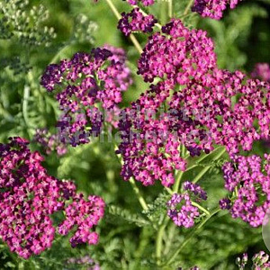 Achillea 'Velour' GM P9