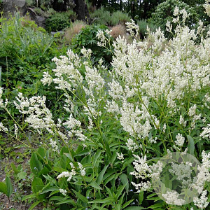 Aconogonon alpinum GM P9