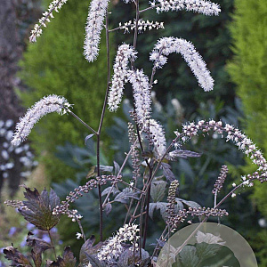 Actaea racemosa 'Queen of Sheba' GM P9