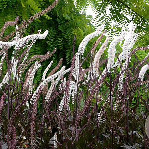 Actaea simp. 'Black Negligee' GM P9