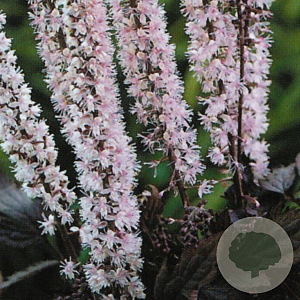 Actaea simp. 'Pink Spike' GM P9