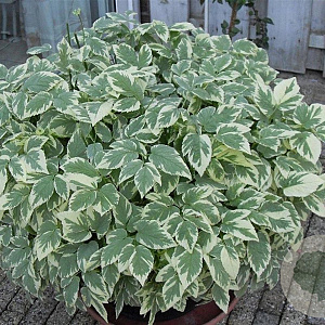 Aegopodium podagraria 'Variegatum' GM P9