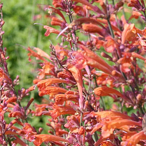 Agastache 'Firebird' GM P9