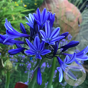 Agapanthus 'Navy Blue' GM P9
