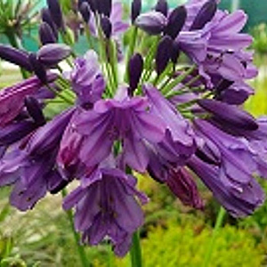 Agapanthus Poppin' Purple GM P9