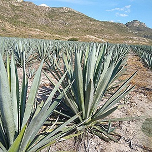 Agave angustifolia GM c20
