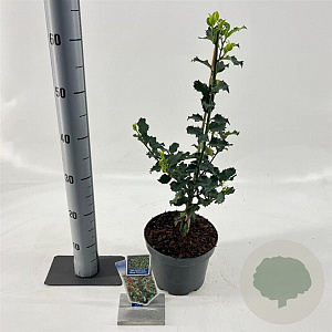 Ilex meserv. 'Blue Princess' 30-40 cm 3,0L