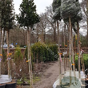 Ilex 'Nellie R. Stevens' 10-12 HA 50L 140 cm stam lei 140x120