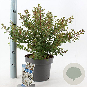Lagerstroemia i. With Love Virgin 40-60 cm 5,0L