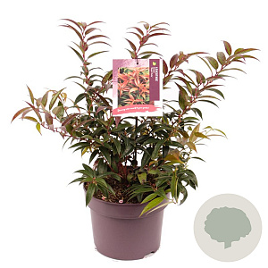 Leucothoe keiskei 'Royal Ruby' 20-25 cm 5,0L