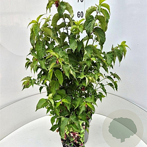 Leycesteria formosa 'Purple Rain' 60-80 cm 10L