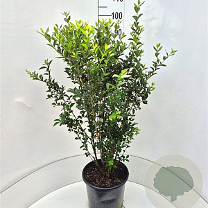 Ligustrum oval. 'Green Diamond' 100-120 cm 15L