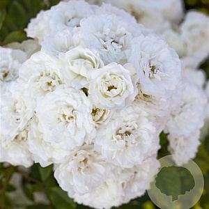 Rosa (H) Alba Meidiland GM C1.5 eigen wortel