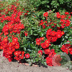 Rosa (H) Meisterstücke Alpenglühen A kwaliteit C1.5 eigen wortel