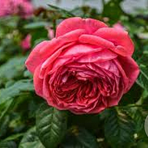 Rosa (K) Rosanna 200-250 cm 30L 3 stok