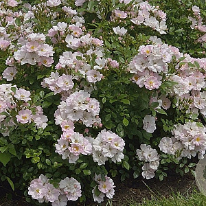 Rosa (M) Sternenhimmel GM C1.5 eigen wortel