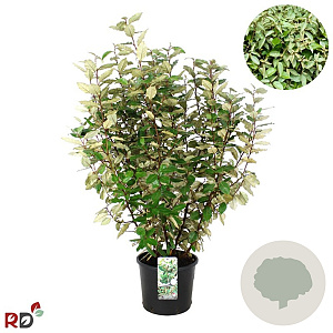 Elaeagnus ebb. 'Compacta' 80-100 cm 12L kegel