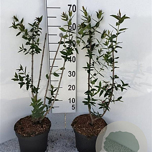 Lonicera tatarica 60-80 cm 5,0L
